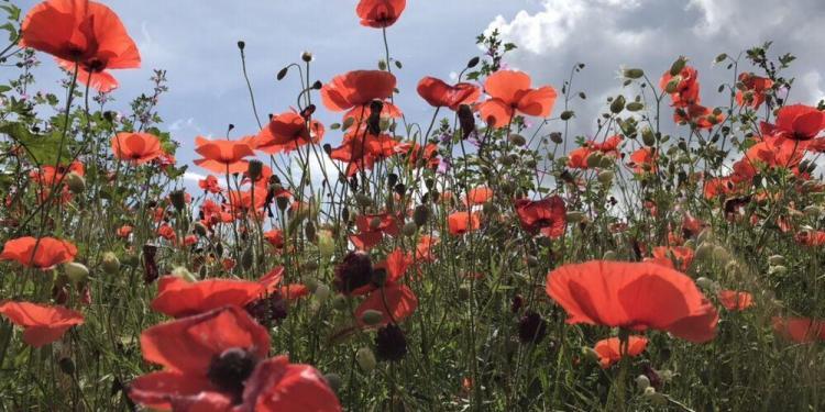 Hiking Provence Spring Poppies