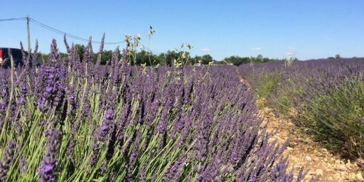 Lavender Fields Vaucluse