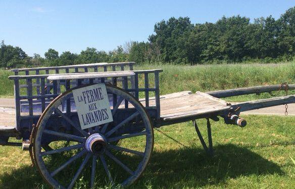 La Ferme aux Lavandes Sault