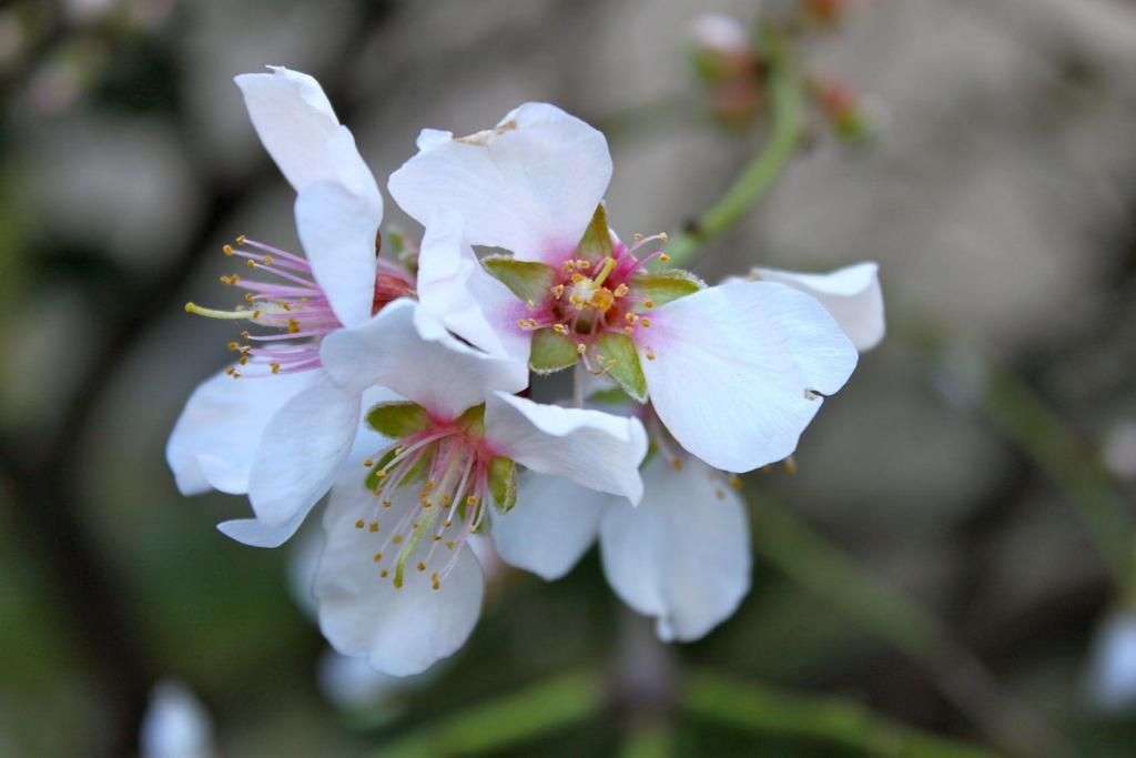 Almond Blossoms Provence January