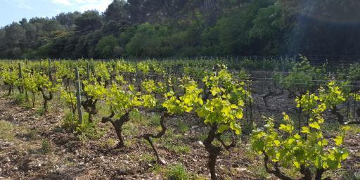Domaine Dalmeran AoP Les Baux de Provence Vineyards