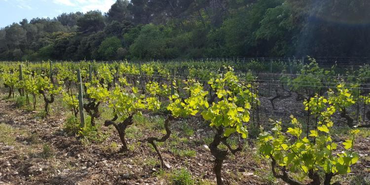 Domaine Dalmeran AoP Les Baux de Provence Vineyards