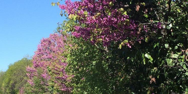 Judas Tree Blooms