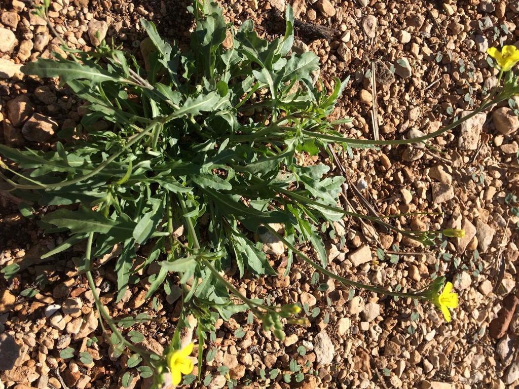 Domaine Saint Jacques Fresh Garden Roquette