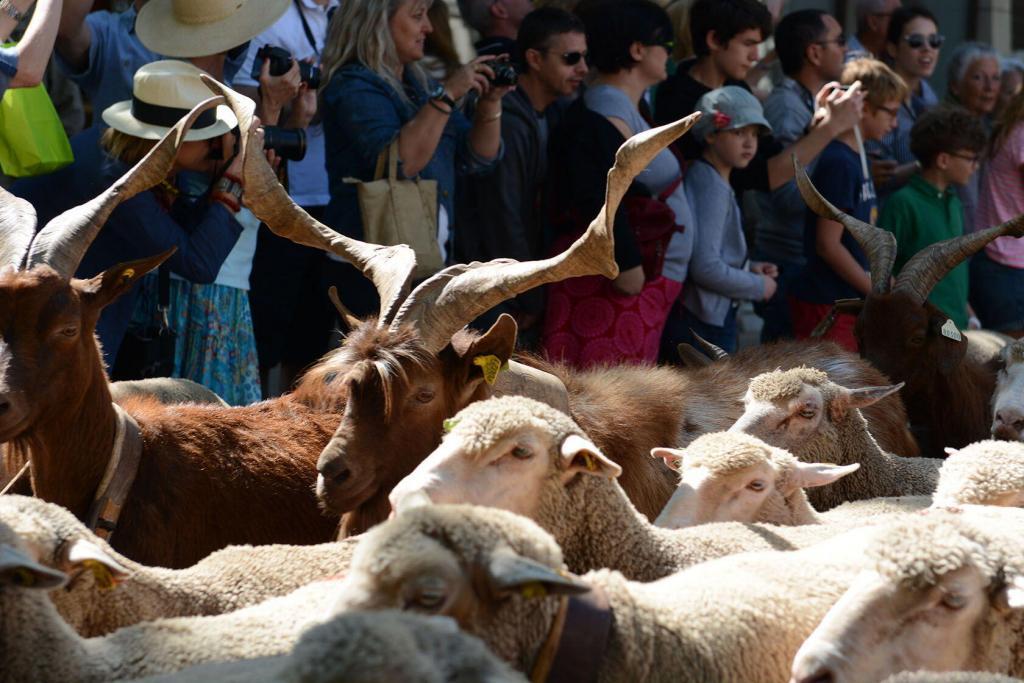 Family-Friendly Holidays Provence Transhumance