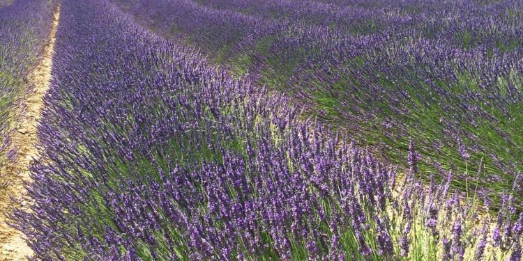 Lavender Uzes