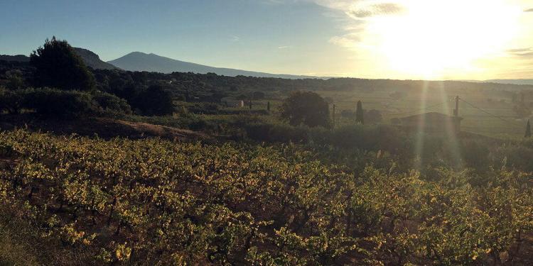 AOC Ventoux Wines Beaumes-de-Venise