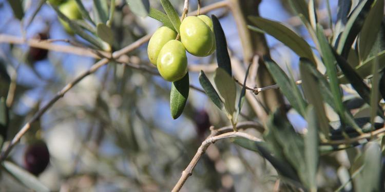 Provence Gourmet Getaway Olives