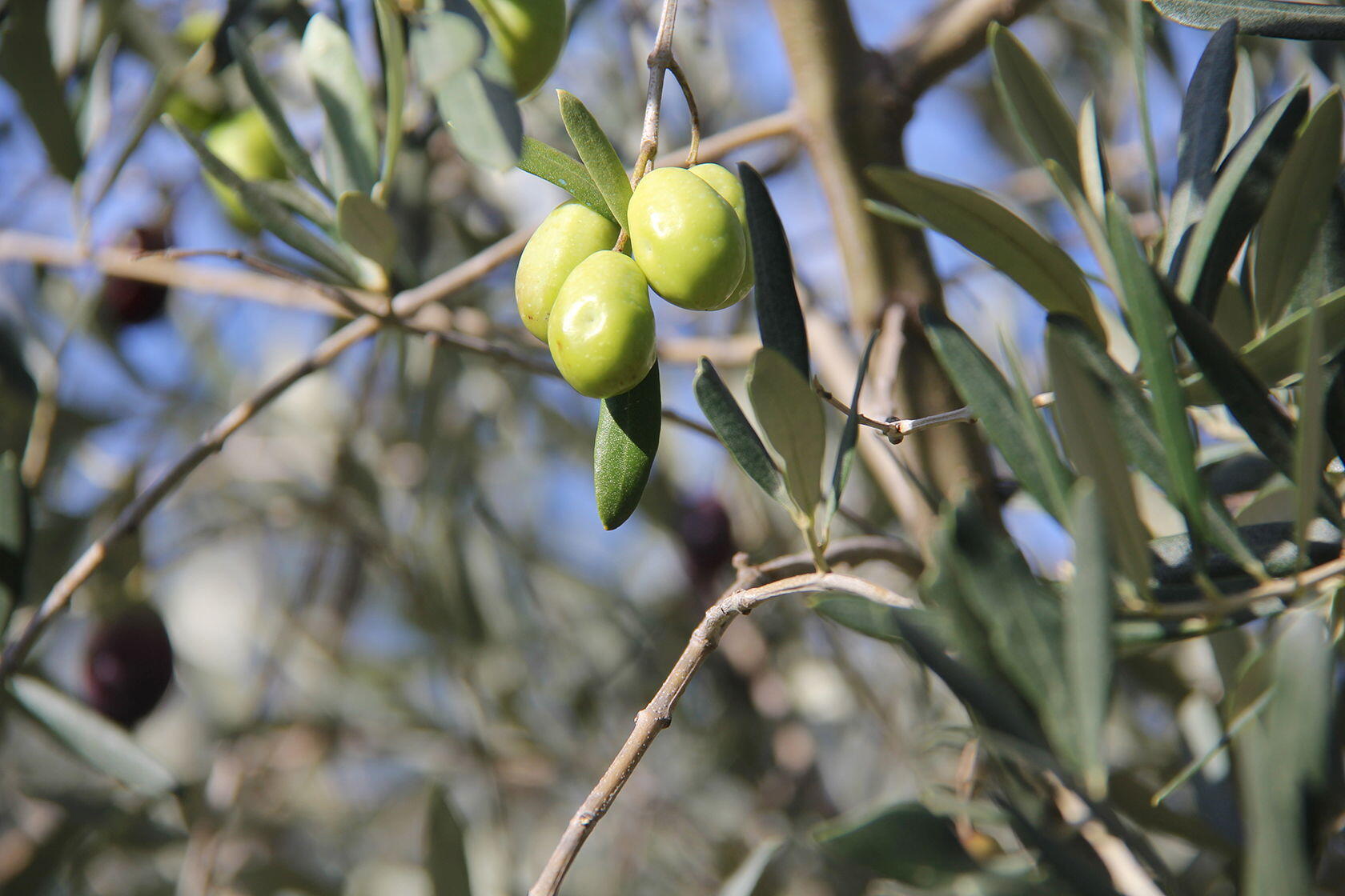 Provence Gourmet Getaway Olives