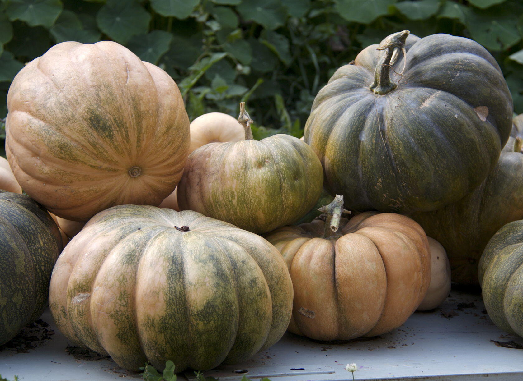 Fall Pumpkins Squash