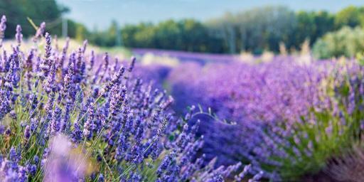 Guide Lavender Provence