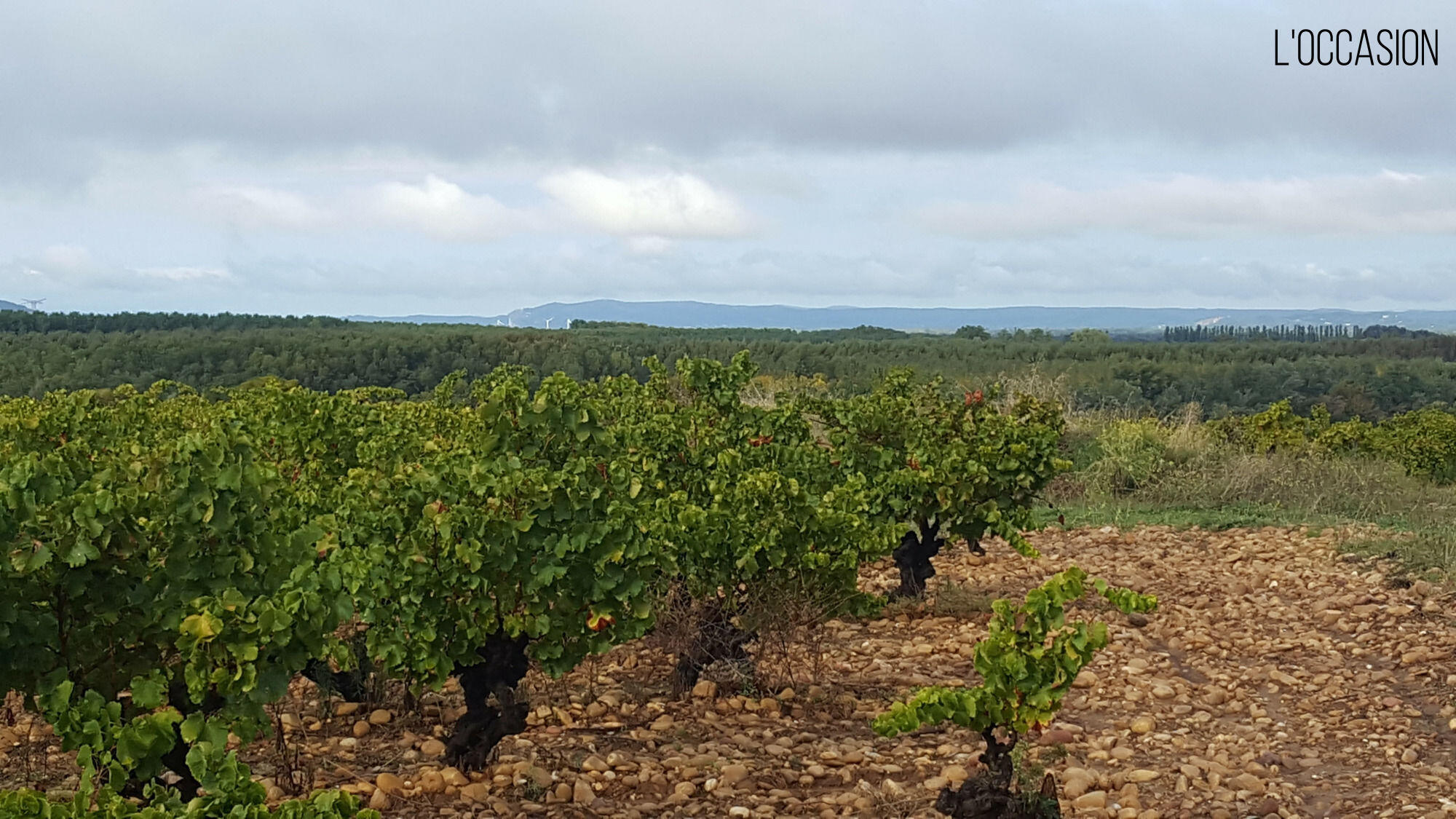 Château Des Bertins 2018 Rood