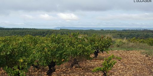 Lirac Wines Vineyard Château de Montfaucon
