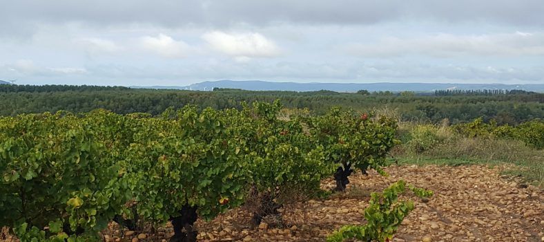 Lirac Wines Vineyard Château de Montfaucon
