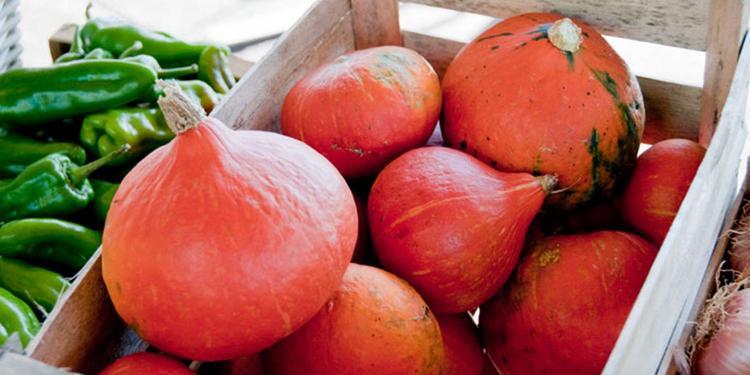 Potimarron Red Kuri Squash Puree