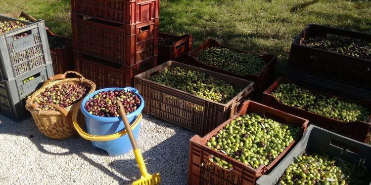 Virgin Olive Harvester olive crop