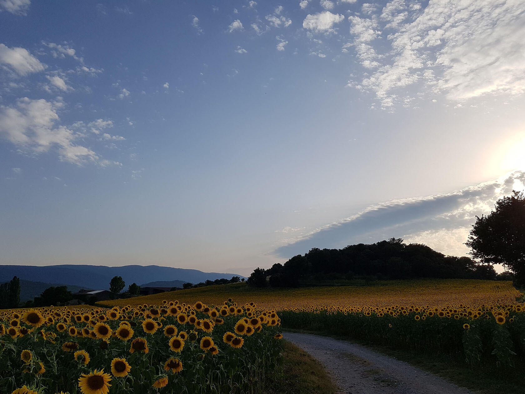 French Lessons Provence Landscapes