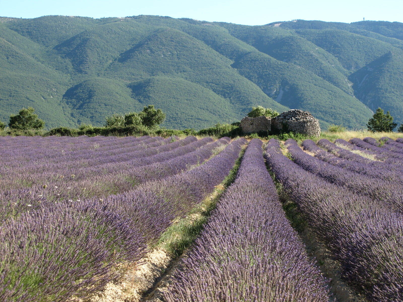Learn French Provence