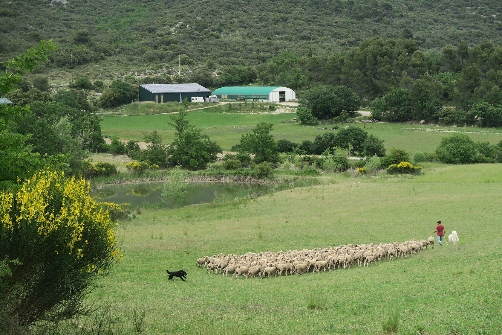 Breeders Quality Merino Wool Provence