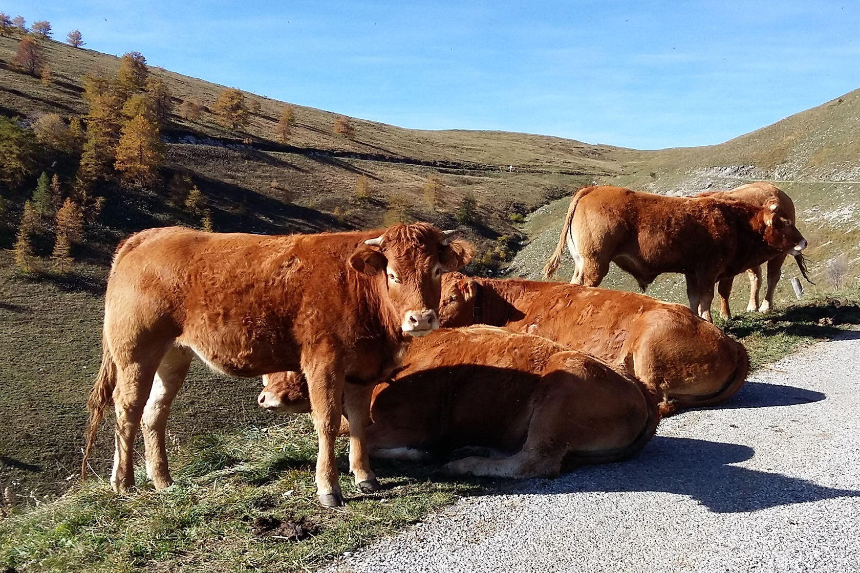 French Riviera Winter Festivals Cattle