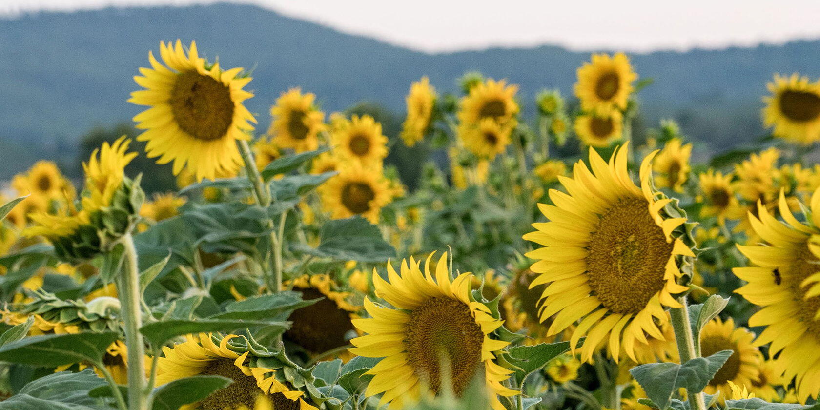 Provence Market Lifestyle Fashion Sunflower Scene