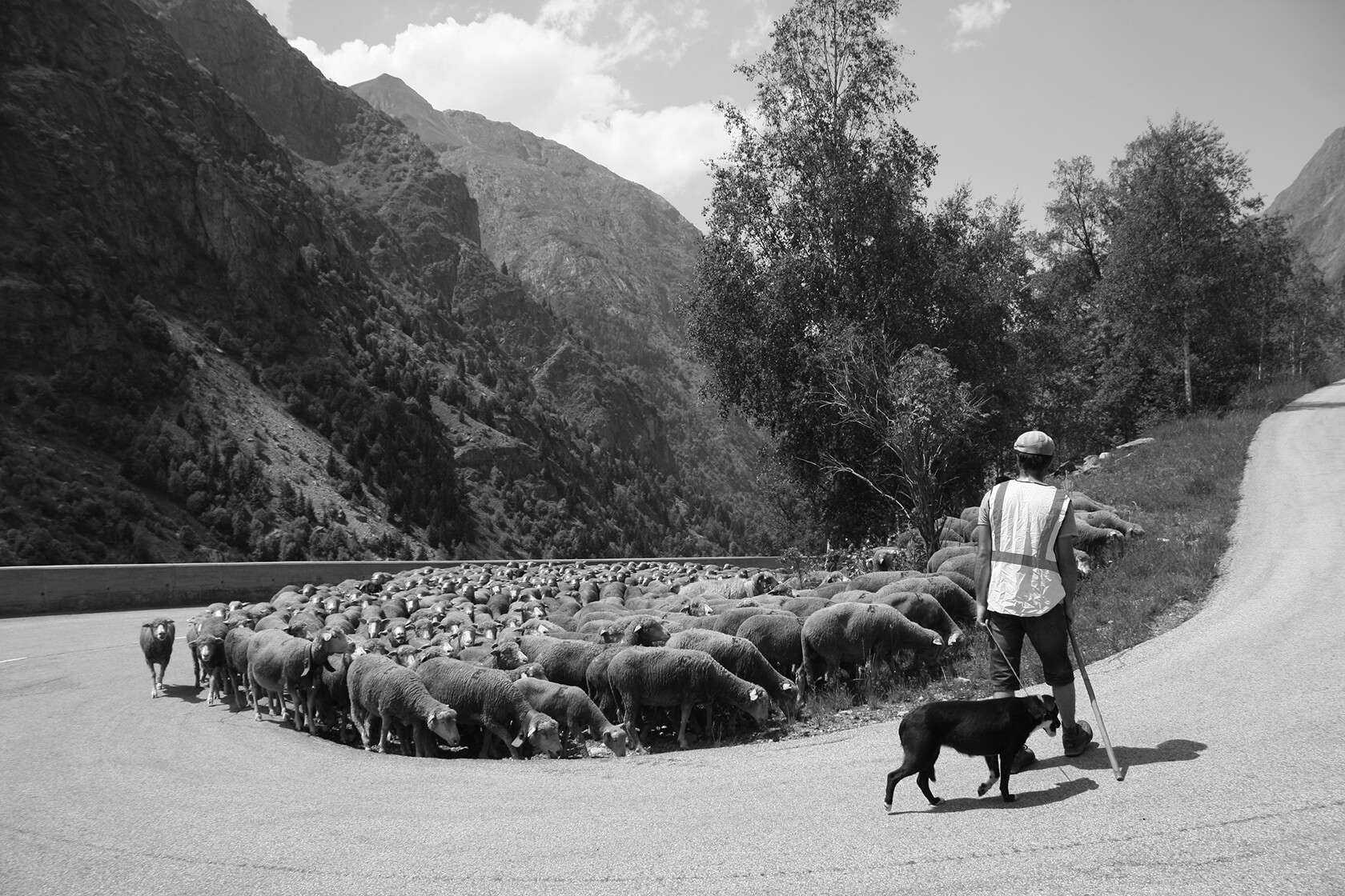 Raising Quality Merino Wool Provence