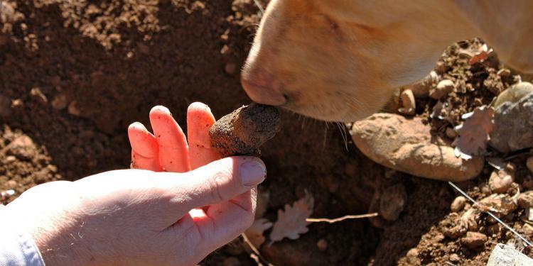 Truffles Hunting Provence Dogs