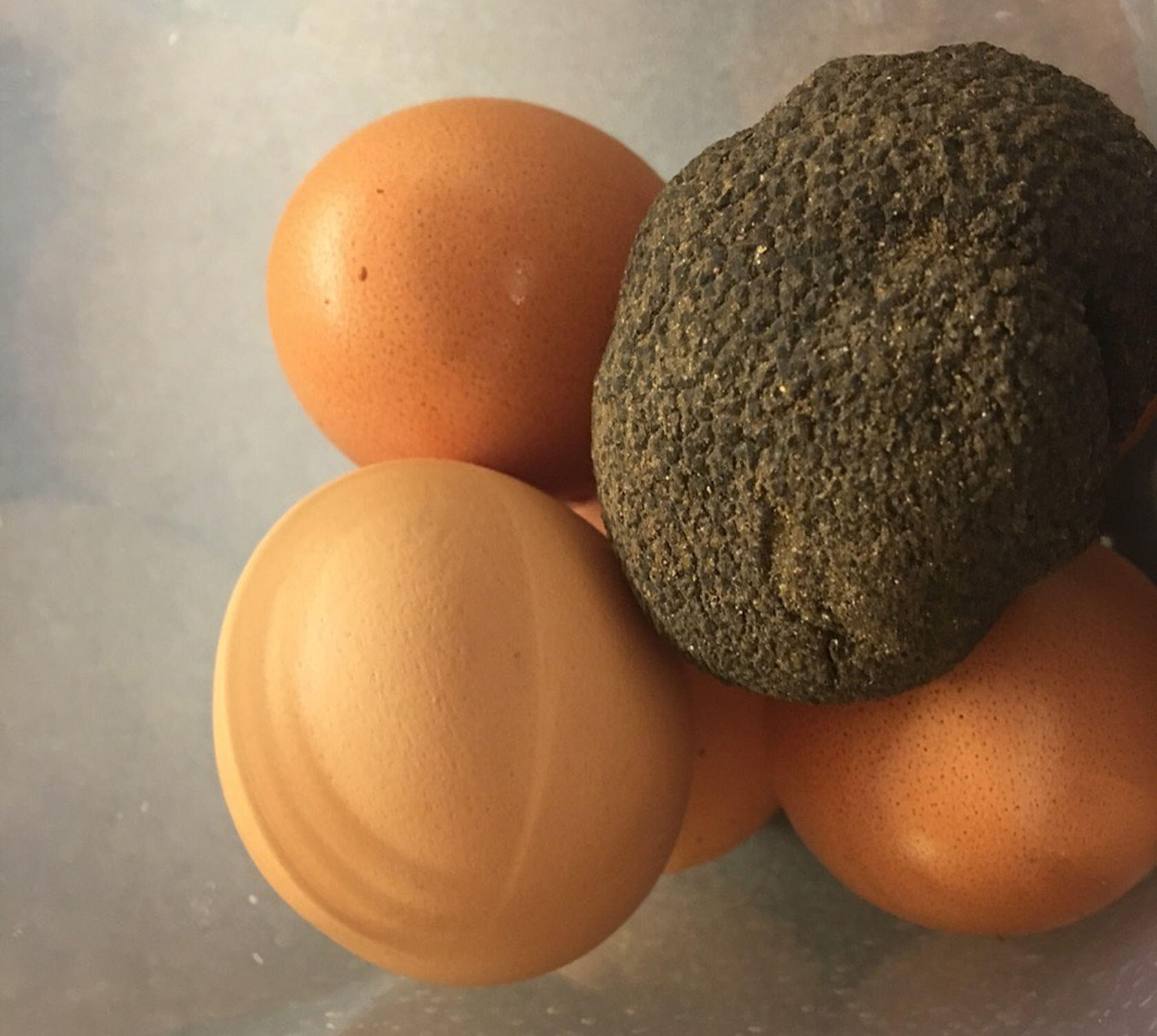 Black Truffles Eggs