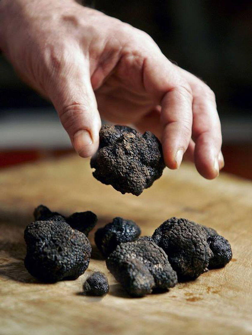 Searching Black Truffles