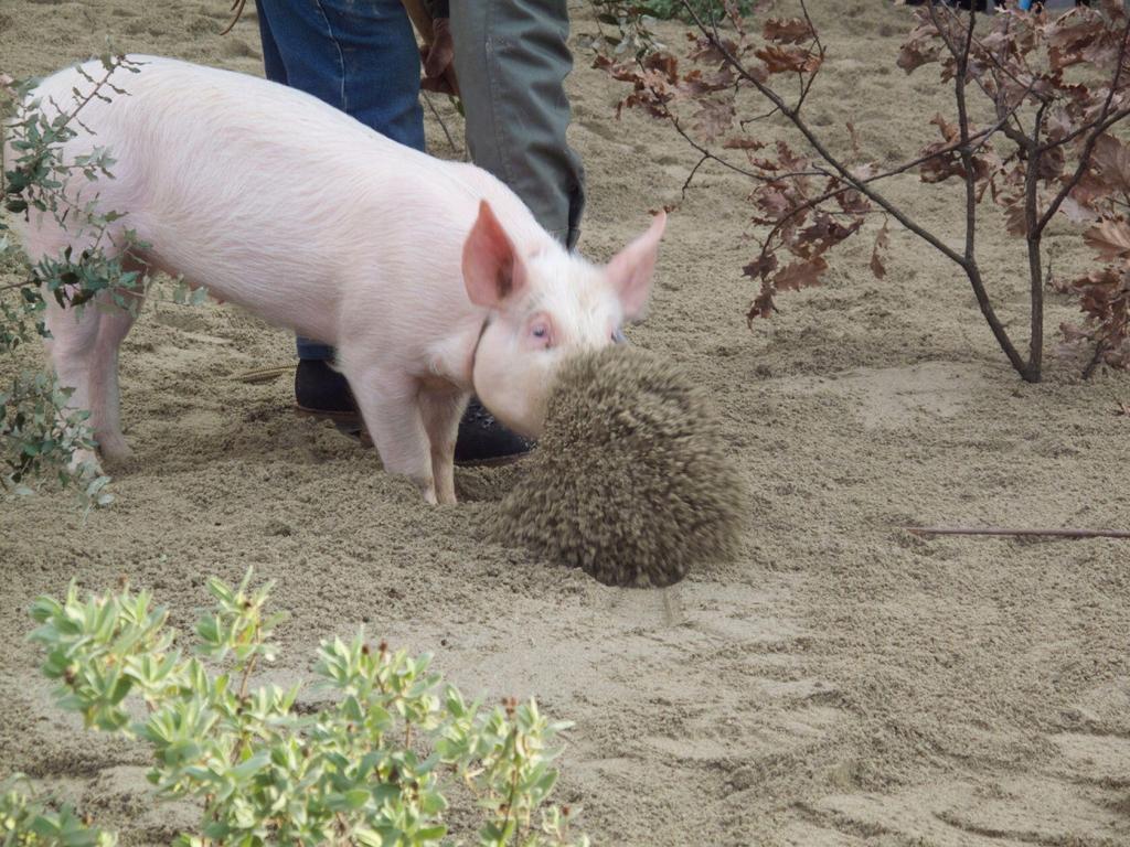 Searching for Black Truffles the Millionaire's Mushroom Perfectly