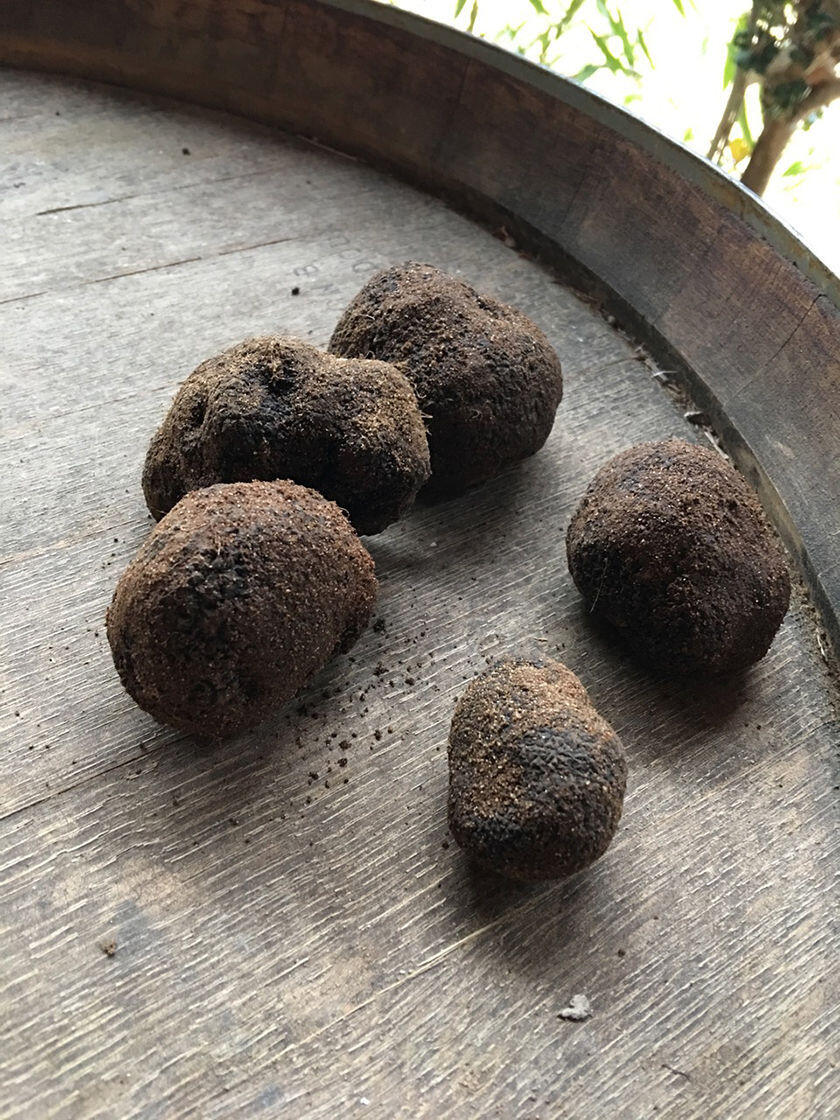 Black Truffles