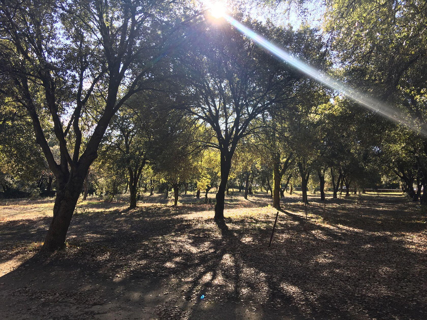 Searching for Black Truffles