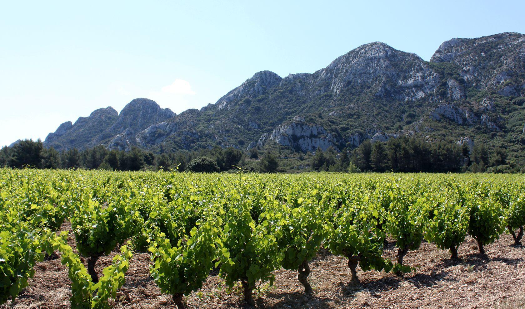 Alpilles Hiking Tips Vineyards