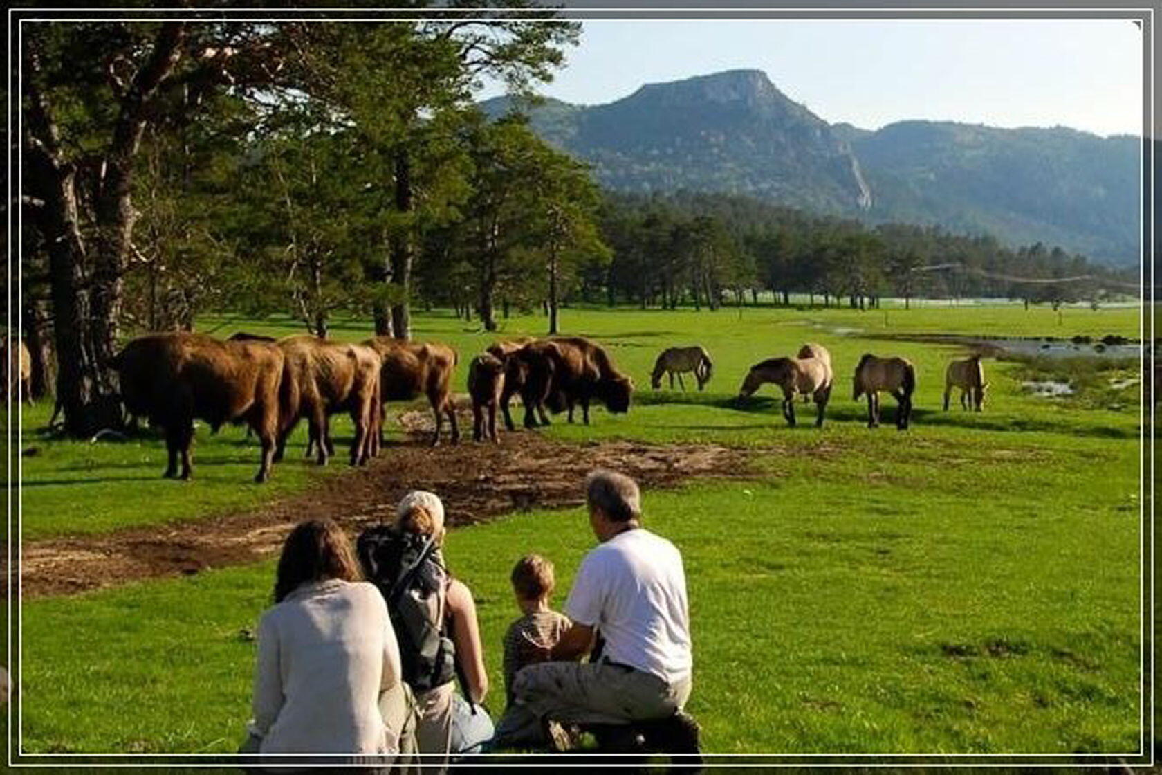 Bison Thorenc sur Mer