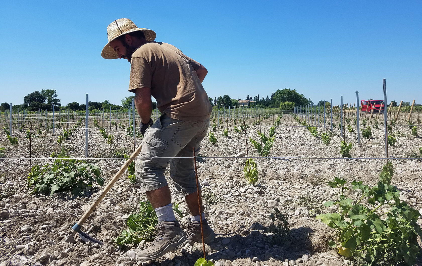 Domaine Rouge-Bleu Vineyard New plantation