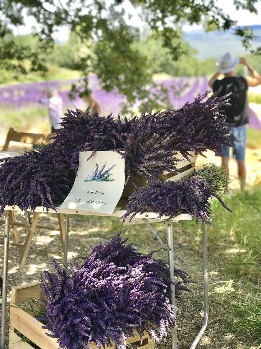 June Lavender Tour Provence