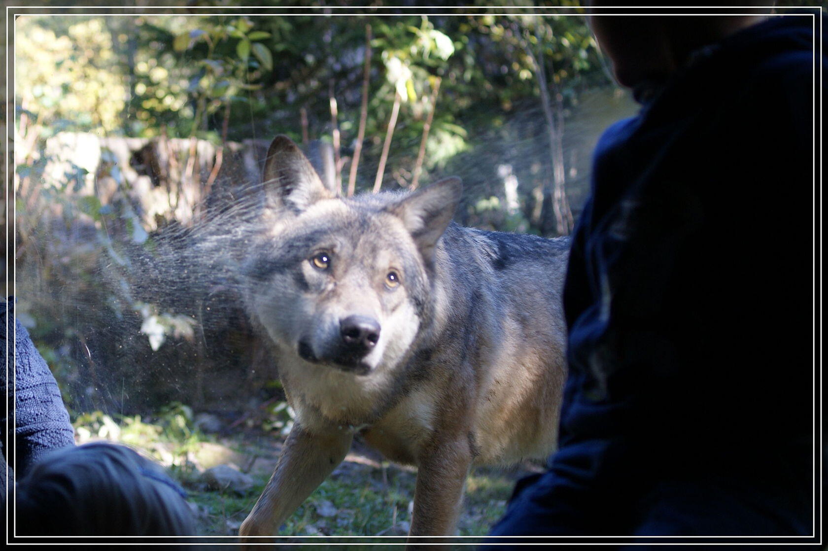 Mercantour Wolves Parc Alpha Top French Riviera en Famille