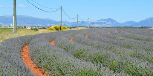 Lavender Plateau de Valensole