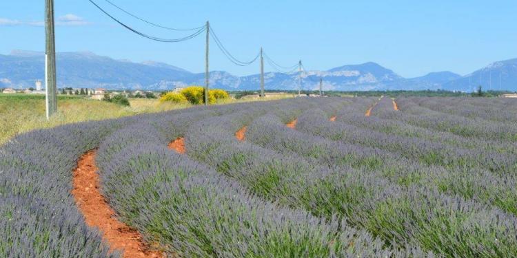 Lavender Plateau de Valensole
