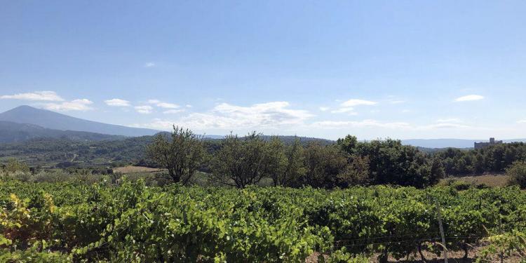 Vaucluse Vineyards Provencal Rituals Cultural Norms