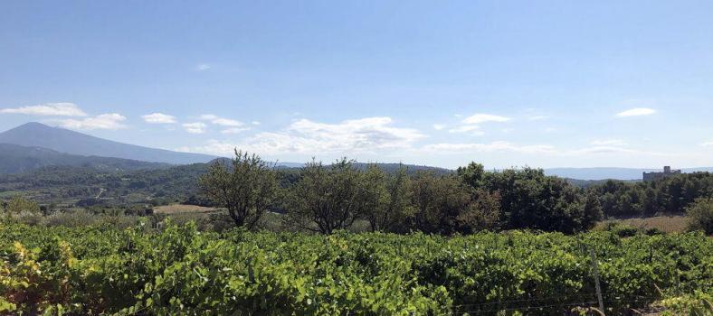 Vaucluse Vineyards Provencal Rituals Cultural Norms