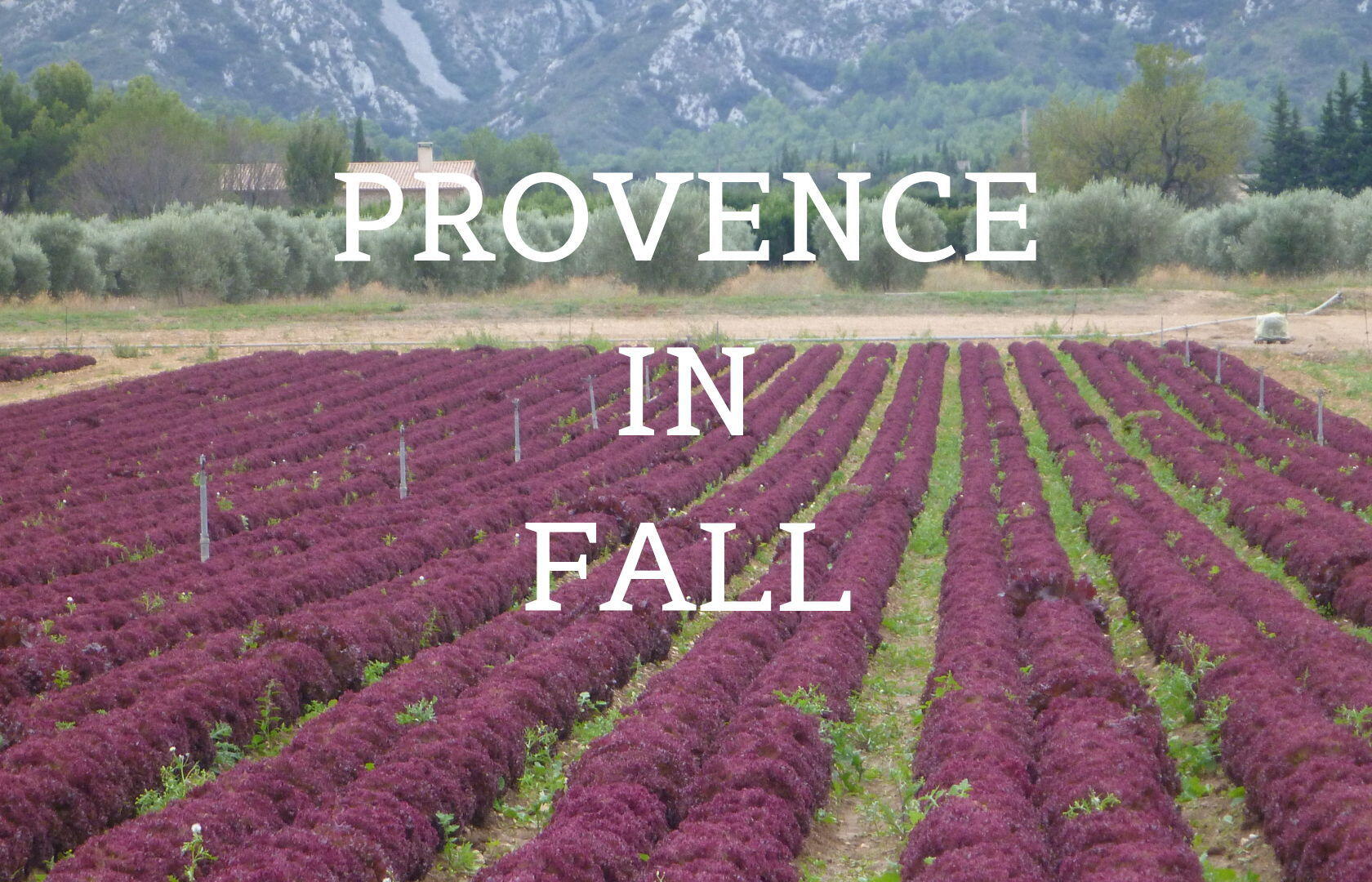 Provence Fall Festivals Flowers