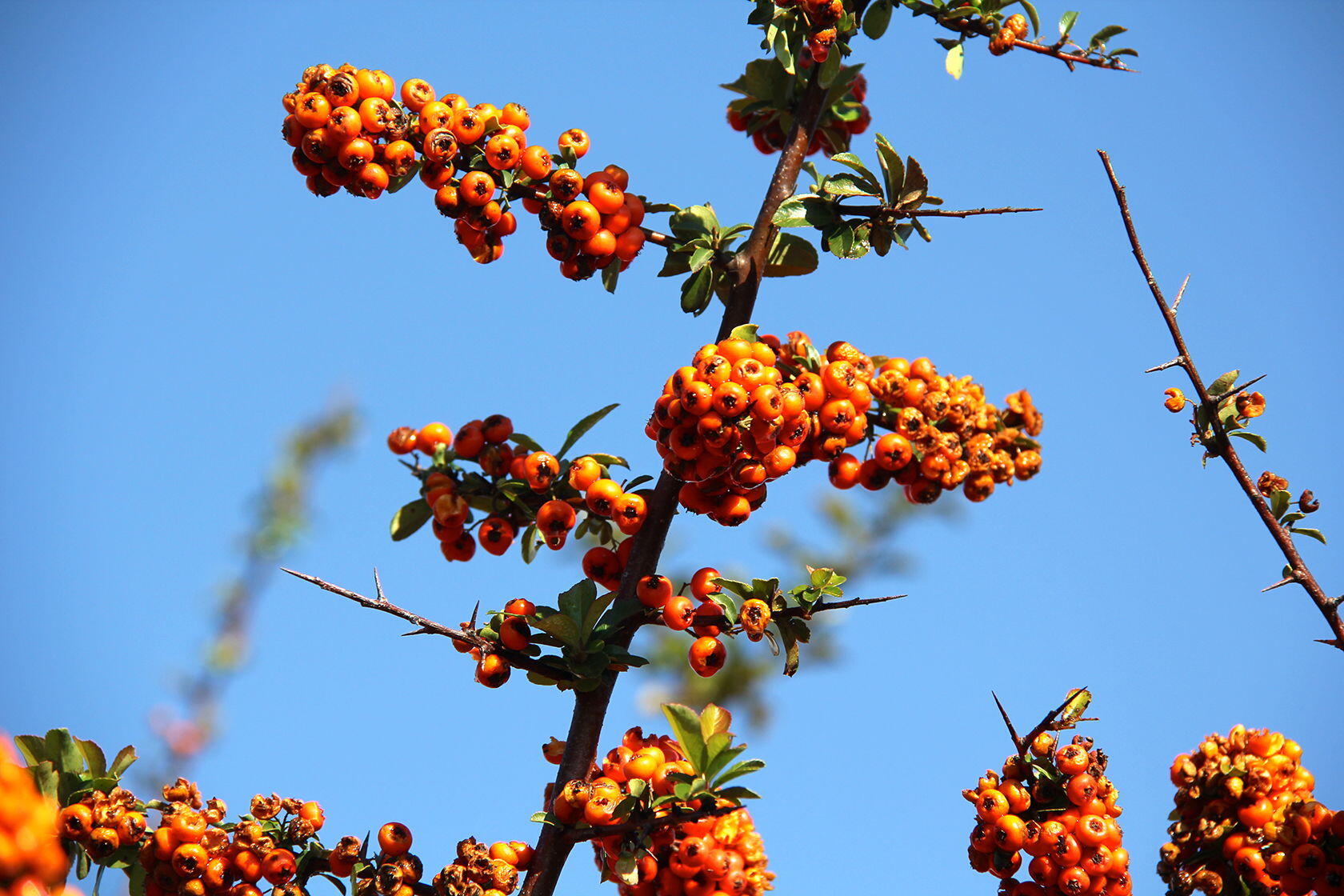 Provence Fall Pyracantha bushes (Firethorns)