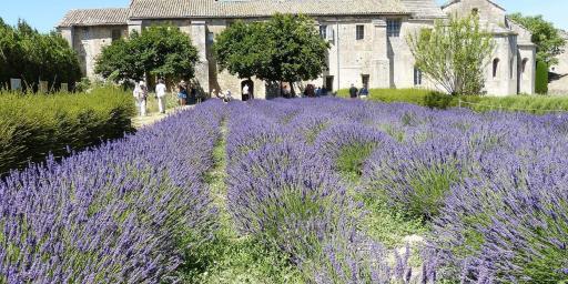 St Remy Lavender