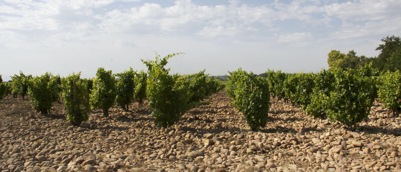 Chateauneuf du Pape Vineyard