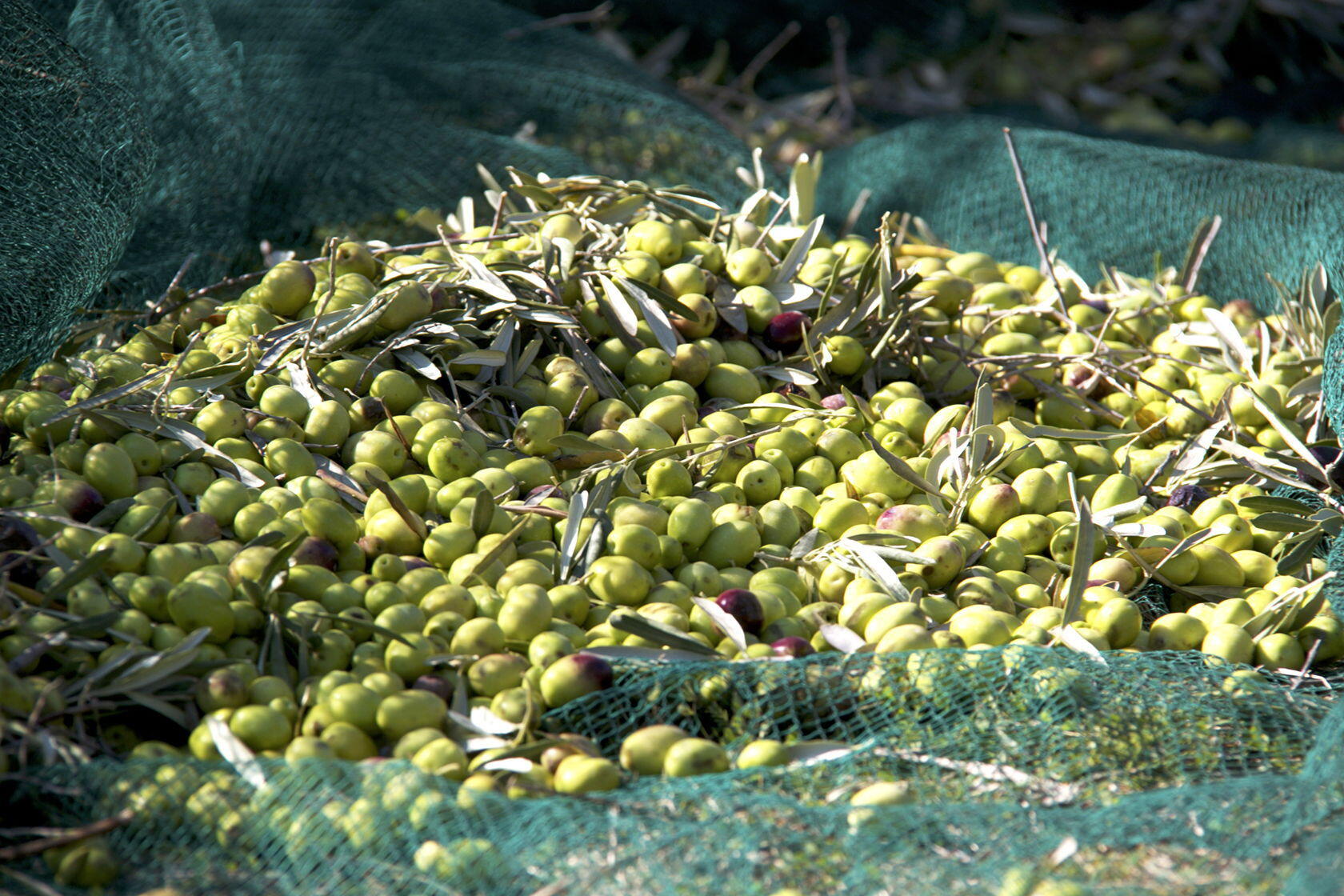 Provencal Olive Oil Harvest