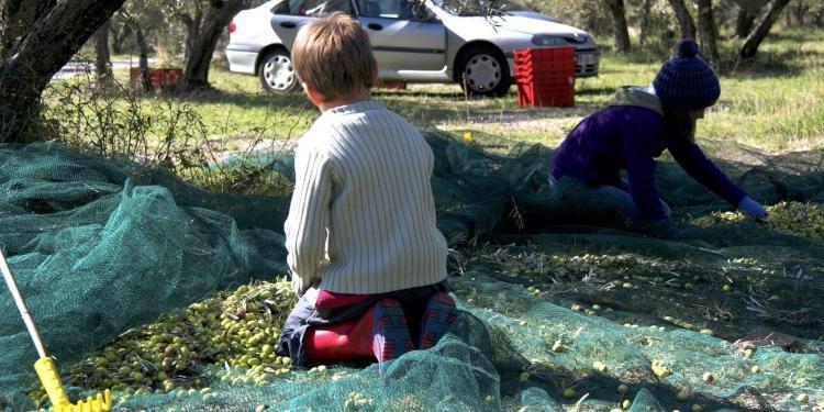 Provencal Olive Oil Harvest