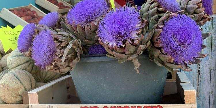 Provence Highlights Trip Planning Marseille Vieux Port Artichokes