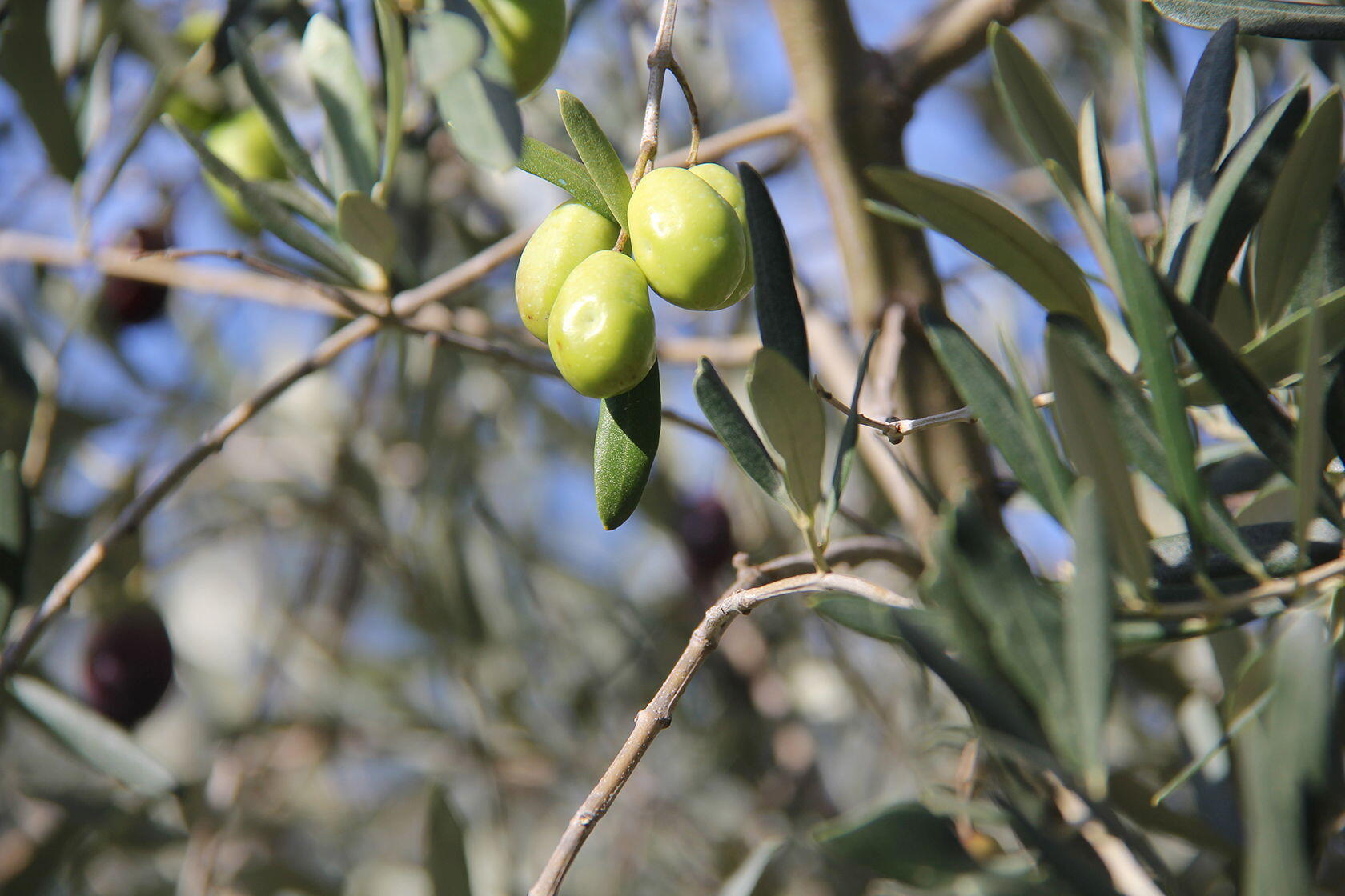 Understanding Provencal Olive Oil