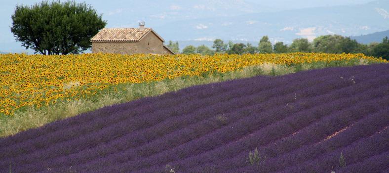 Valensole Lavender Provence Highlights Trip Planning